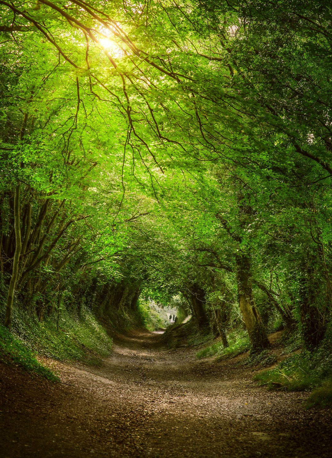 service-04 Tree Tunnel