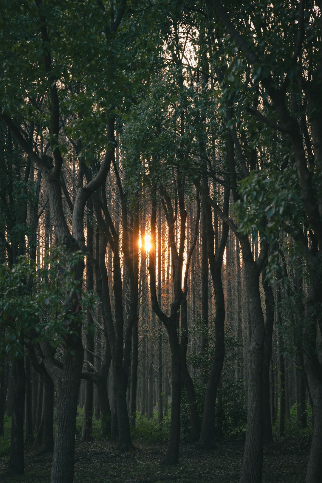 service-02 the-sun-is-shining-through-the-trees-in-the-forest-n5teyk-hrxi